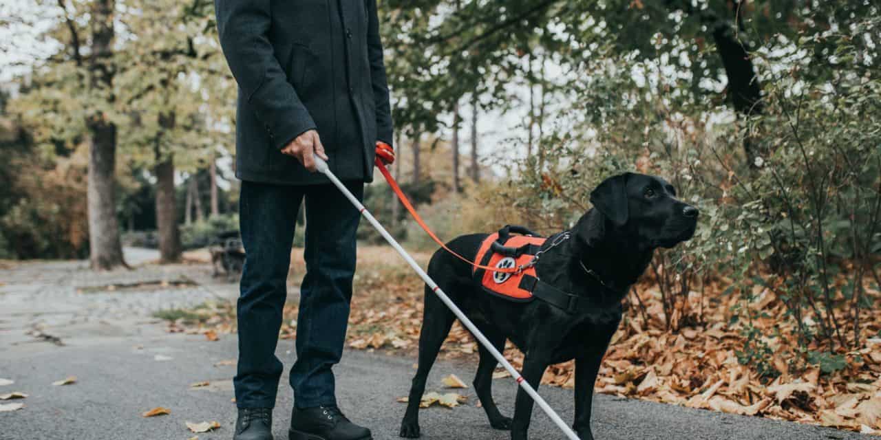 Vierbeiner auf Blockchain-Basis: Roboter-Blindenhund Koda