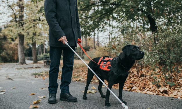 Vierbeiner auf Blockchain-Basis: Roboter-Blindenhund Koda