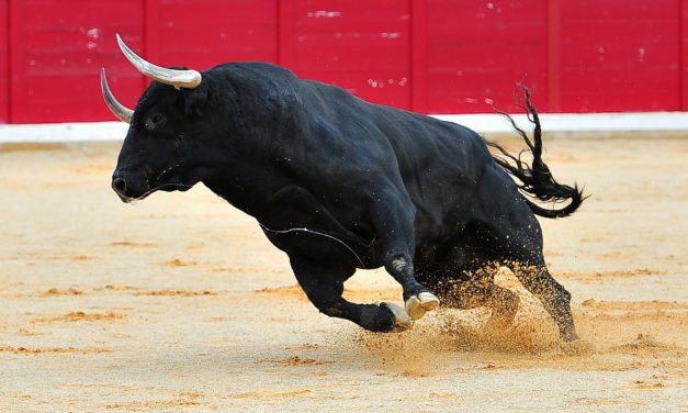 Börsennotierte Bullenherde treibt Bitcoin-Kurs (BTC) voran