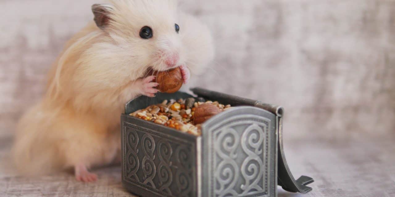 Das große Warten: Bitcoin-Anleger im Hamstermodus