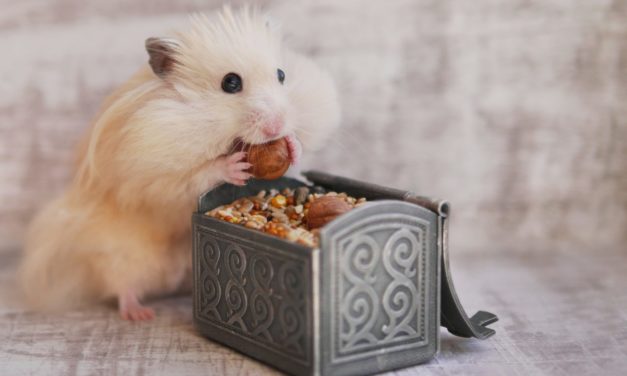 Das große Warten: Bitcoin-Anleger im Hamstermodus