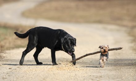 Ethereum-Kurs (ETH) wächst 2020 stärker als Bitcoin (BTC)