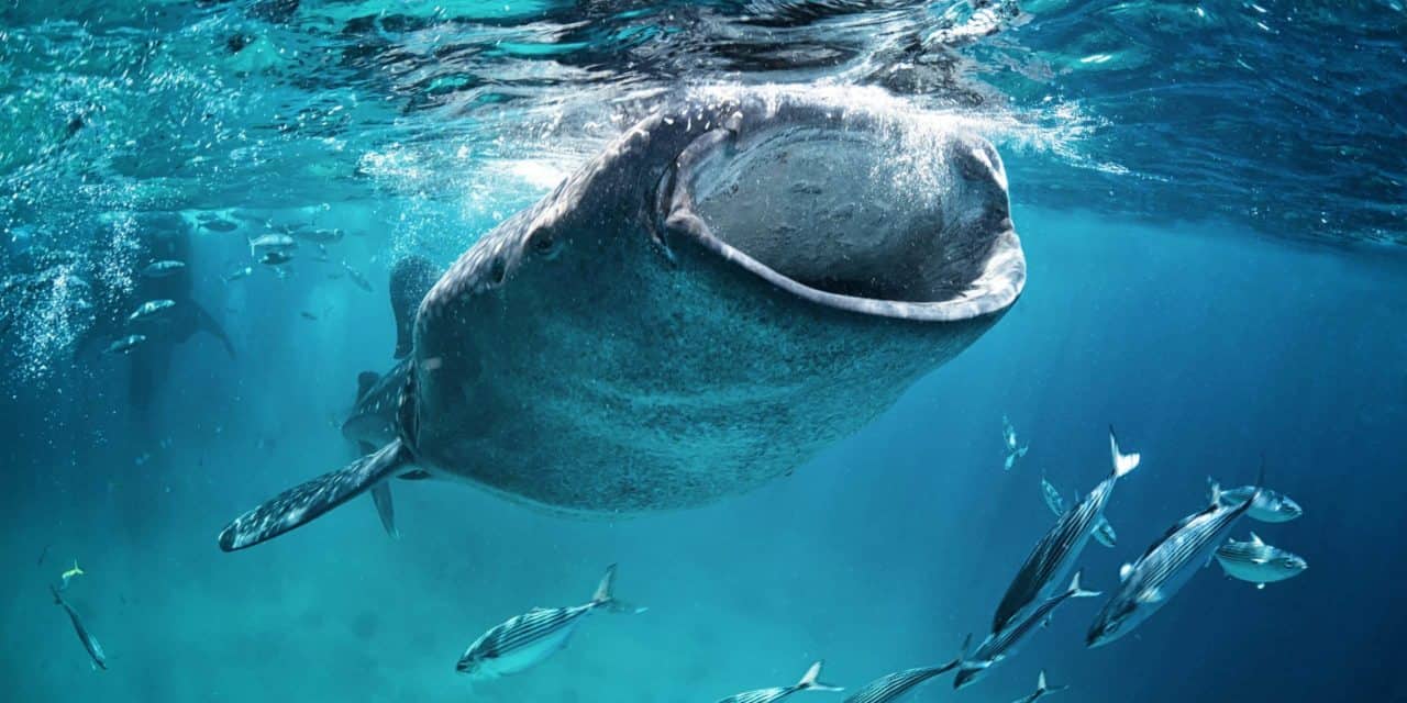 Institutionelle FOMO: Wie Wale sich den Bitcoin Supply einverleiben