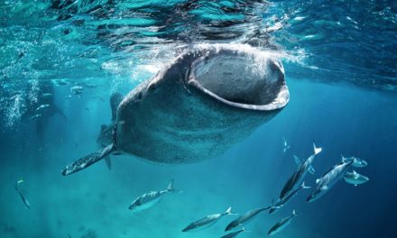 Institutionelle FOMO: Wie Wale sich den Bitcoin Supply einverleiben