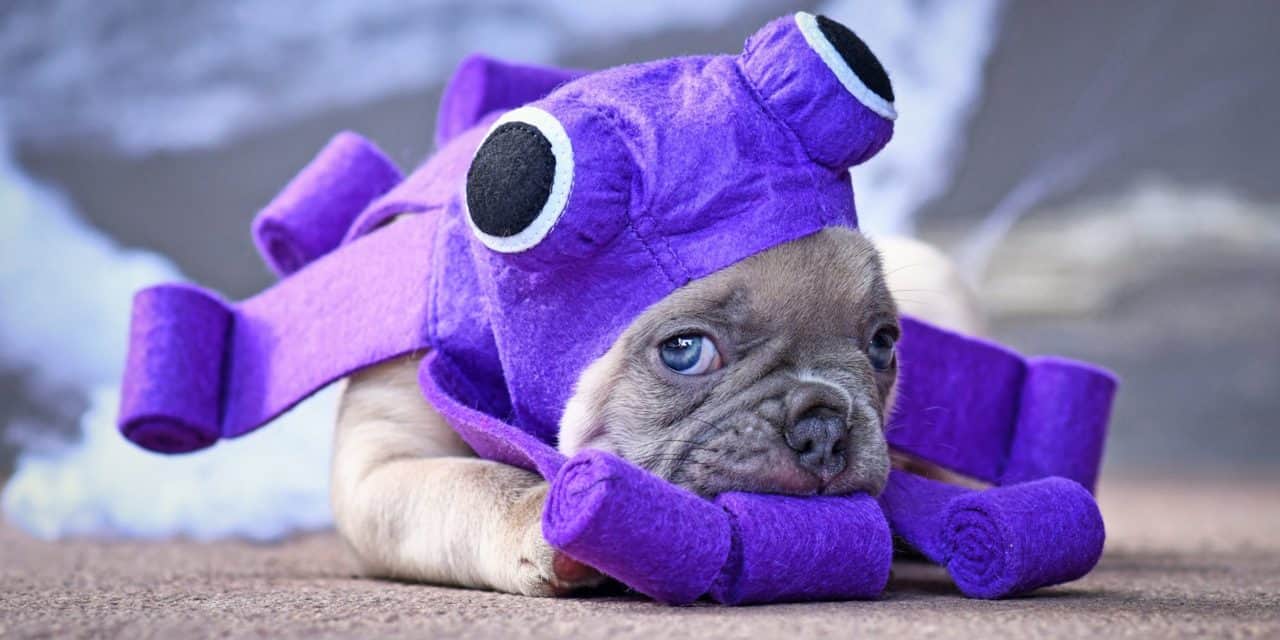 Kraken: Flash Crash drückte Ether (ETH) auf 700 USD – was war da los?