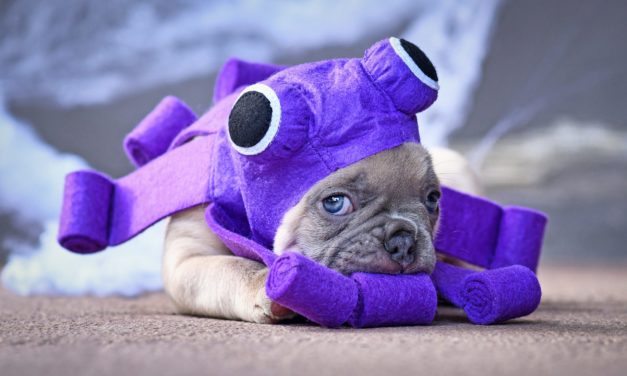 Kraken: Flash Crash drückte Ether (ETH) auf 700 USD – was war da los?
