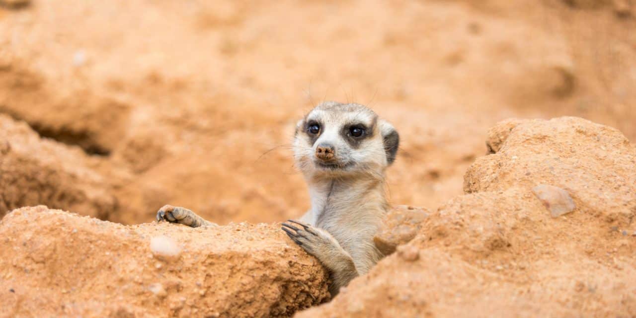 Mutmaßlicher Multi-Millionen-Scam auf Binance Smart Chain