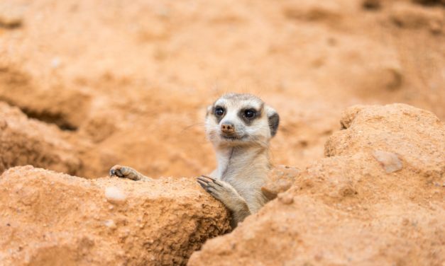 Mutmaßlicher Multi-Millionen-Scam auf Binance Smart Chain