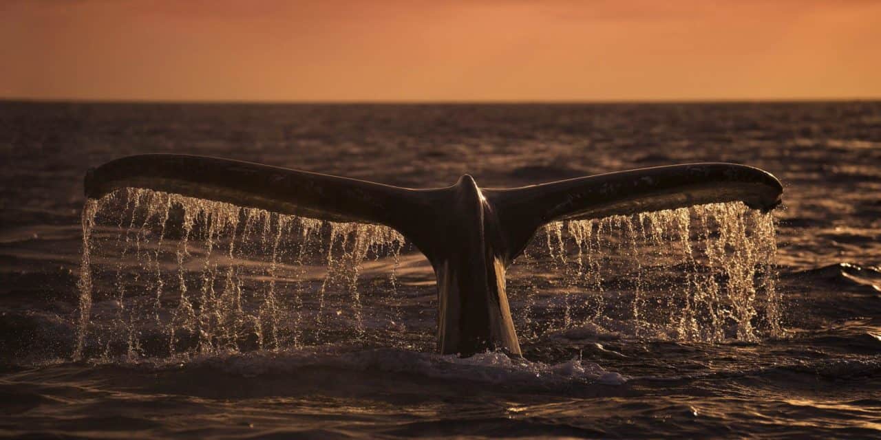 Über Shrimps und Wale: Übernehmen die Kleinanleger den Bitcoin-Markt?