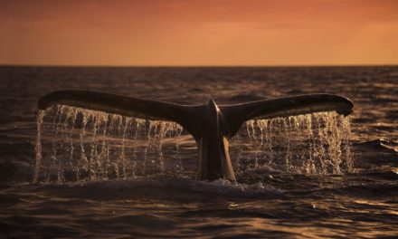 Über Shrimps und Wale: Übernehmen die Kleinanleger den Bitcoin-Markt?