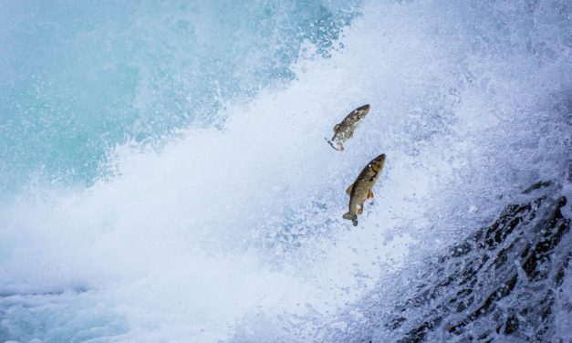 Gegen den Strom: PundiX, BitTorrent und Filecoin trotzen dem Abverkauf