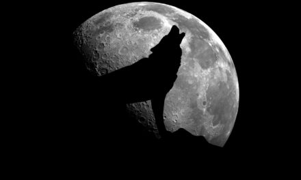 200.000 US-Dollar in 2022? Der Bitcoin-Kurs steigt mit seiner Adoption