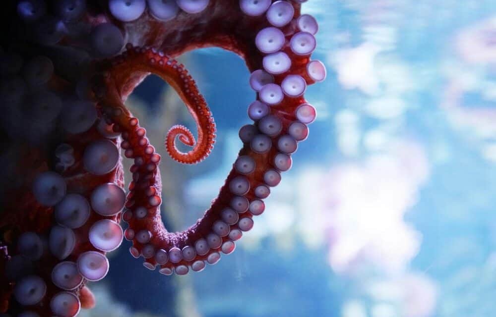 Milliardenschwerer Investmentfonds stellt sich hinter Kraken | BTC-ECHO