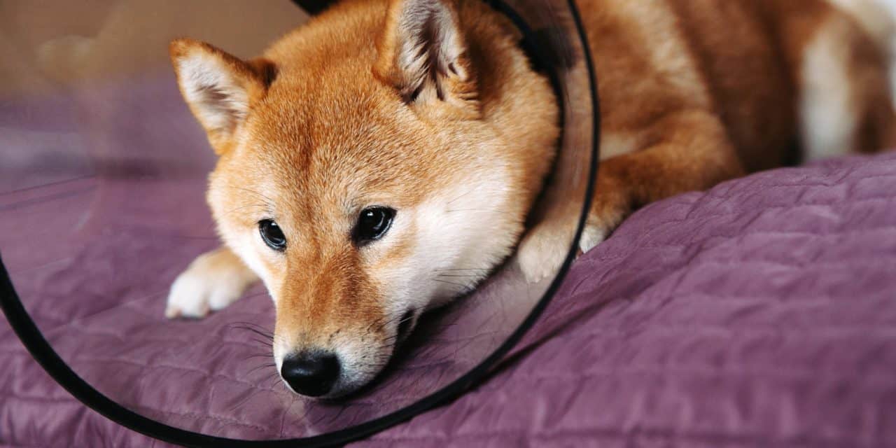 RIP Doge: Ist der Hype um Dogecoin nun endgültig vorbei?