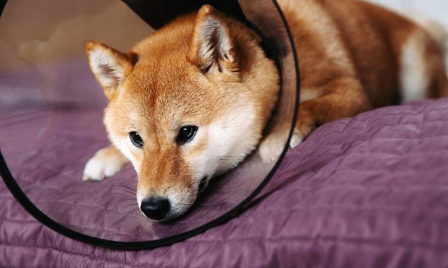 RIP Doge: Ist der Hype um Dogecoin nun endgültig vorbei?