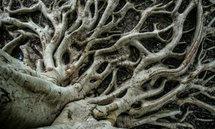 Auf der Zielgeraden: Diese Bitcoin-Miner unterstützen Taproot