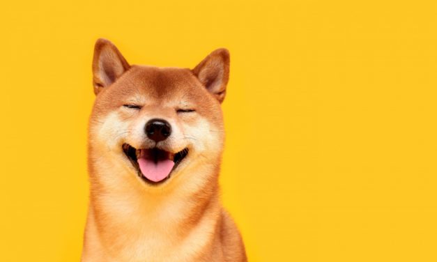 eToro katapultiert Dogecoin auf Rekordhoch
