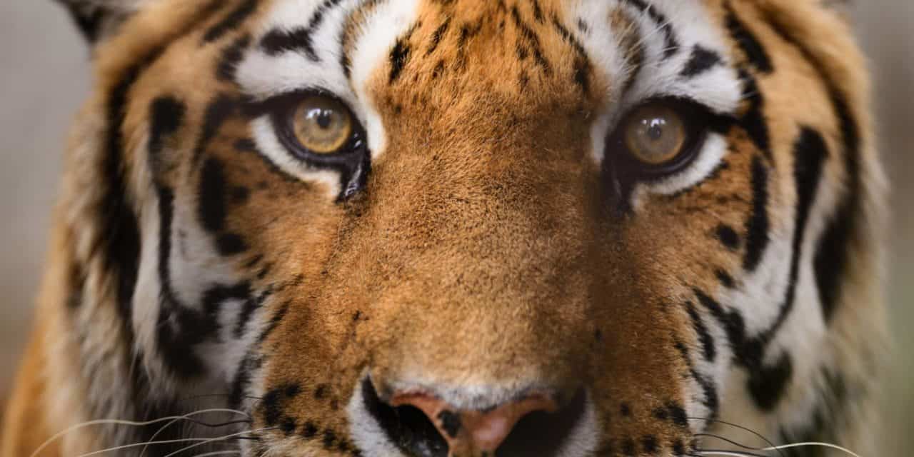 CAT-Token: Tiger King Star Carole Baskin launcht Kryptowährung