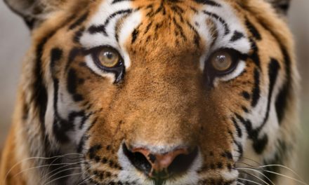 CAT-Token: Tiger King Star Carole Baskin launcht Kryptowährung