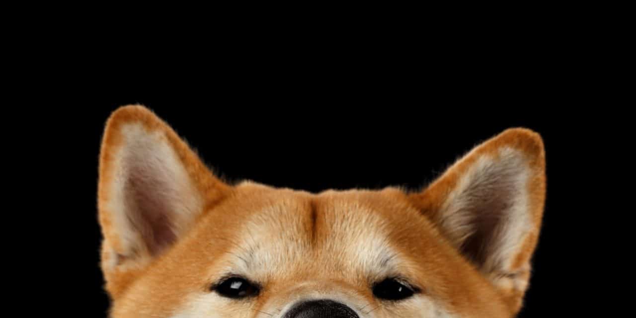 SHIBA INU (SHIB) stiehlt Dogecoin (DOGE) die Show