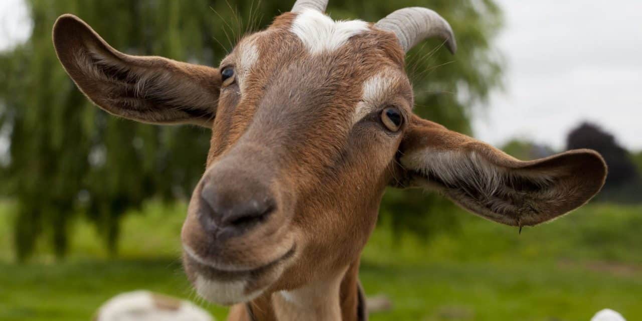 Zuckerbergs Bitcoin-Ziege: Kompliment oder Kampfansage?