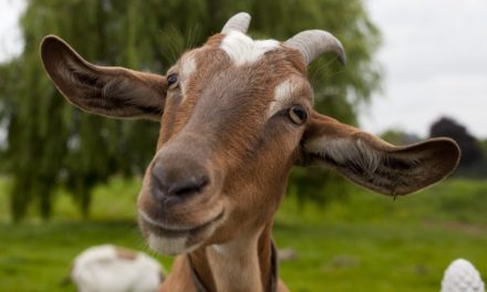 Zuckerbergs Bitcoin-Ziege: Kompliment oder Kampfansage?