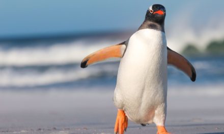 NFT Newsticker: Kinguin launcht eigene NFT-Plattform für Gaming