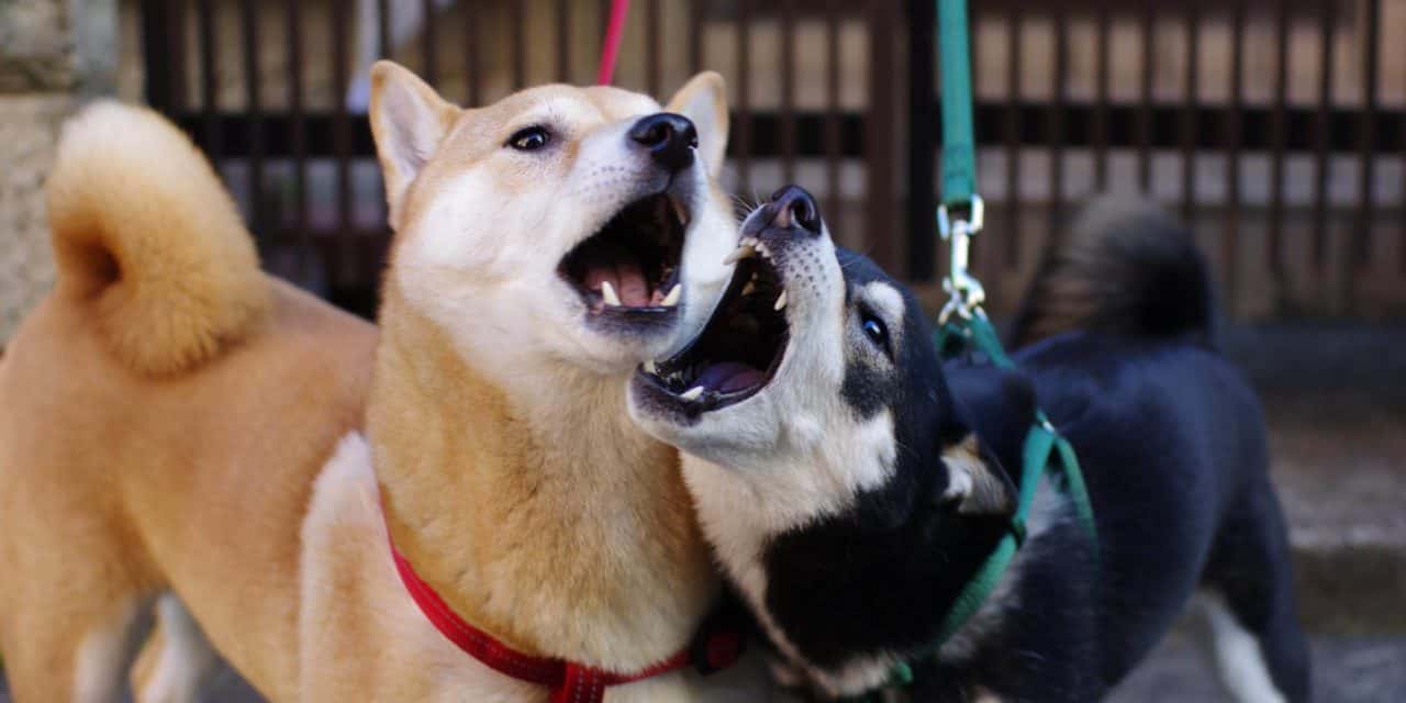 Dogecoin (DOGE) vs. Shiba Inu (SHIB) – Duell der (S)hitcoins