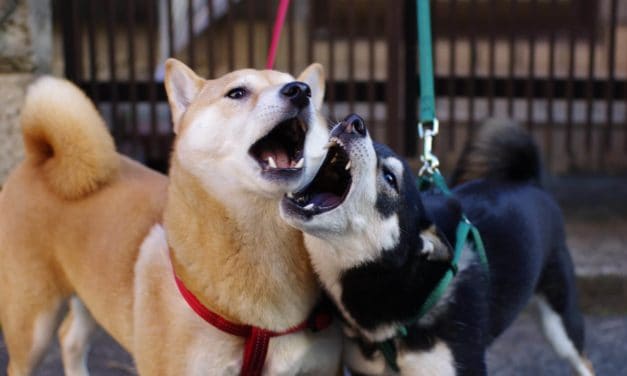 Dogecoin (DOGE) vs. Shiba Inu (SHIB) – Duell der (S)hitcoins