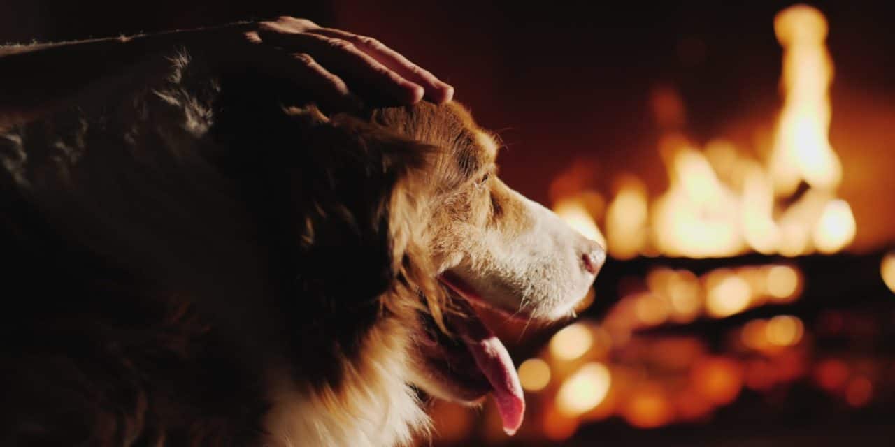 Vitalik Buterin verbrennt Shiba Inu (SHIB) im Wert von 6,8 Milliarden US-Dollar