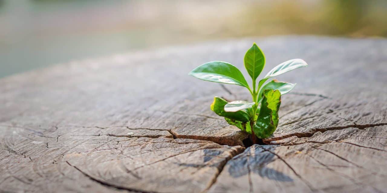 Starkes Kurswachstum: Starinvestor Mark Cuban setzt auf Polygon