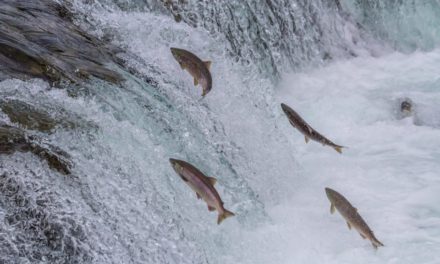 Theta Fuel steigt um 20 Prozent und erreicht neues Allzeithoch