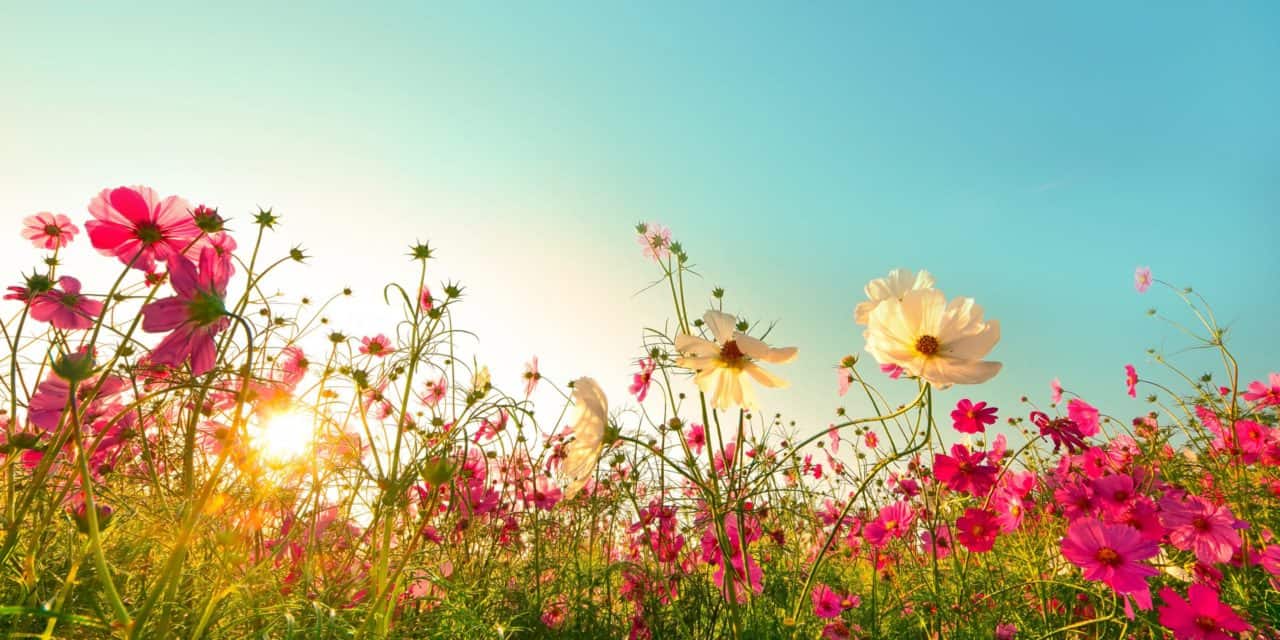 Voyager Sentiment-Bericht: Mehrheit der Bitcoin-Investor:innen bullish