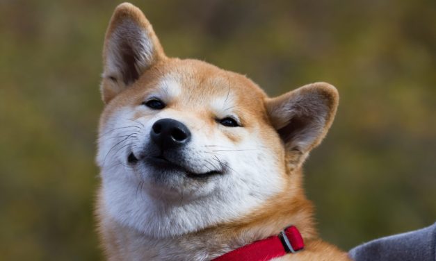 Shiba Inu: „Coinbase Effekt“ beflügelt den selbsternannten Dogecoin-Killer