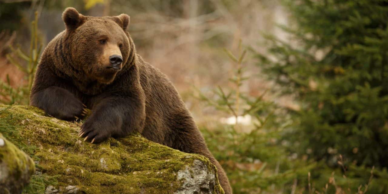 Umfrage unter Fondsmanagern: Mehrheit sieht Bitcoin in einer Blase