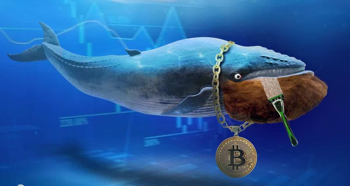 Trading-Signale mit Geld-zurück-Garantie: Shave the Whales!