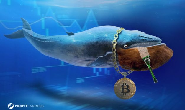 Trading-Signale mit Geld-zurück-Garantie: Shave the Whales!