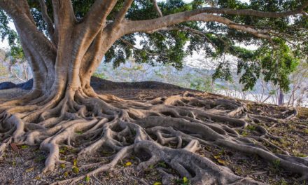 Taproot: Wie Schnorr-Signaturen Bitcoin privater machen