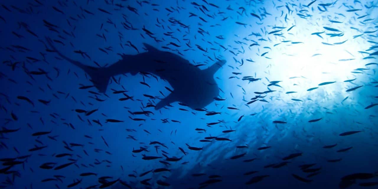 Weak Hands, strong Hands: Wer hat den Bitcoin-Dip gekauft?