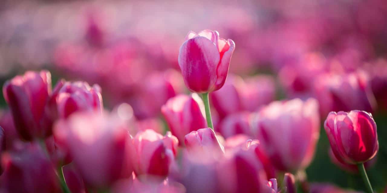 Wie IOTA den Kenianischen Schnittblumenexport optimiert