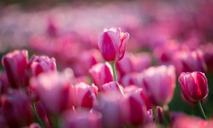 Wie IOTA den Kenianischen Schnittblumenexport optimiert