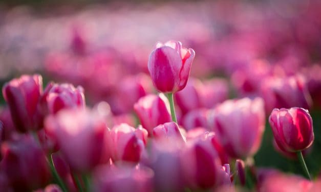 Wie IOTA den Kenianischen Schnittblumenexport optimiert
