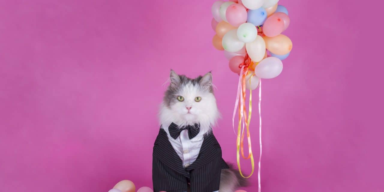 NFT-Hype um Stoner Cats: Cartoon-Kätzchen in 35 Minuten ausverkauft