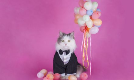 NFT-Hype um Stoner Cats: Cartoon-Kätzchen in 35 Minuten ausverkauft