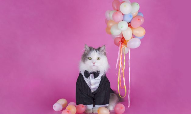 NFT-Hype um Stoner Cats: Cartoon-Kätzchen in 35 Minuten ausverkauft