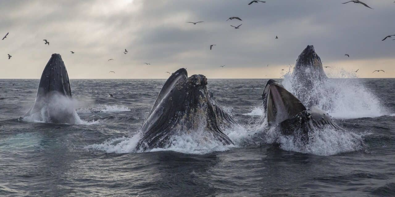 ETH-Bestände der 10 reichsten Ethereum-Adressen auf Rekordniveau