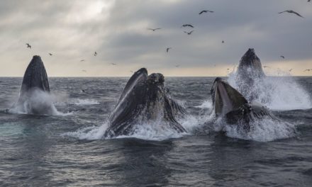 ETH-Bestände der 10 reichsten Ethereum-Adressen auf Rekordniveau