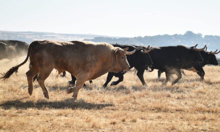 Altcoins zeigen sich im Sog von Bitcoin (BTC) zunehmend bullish