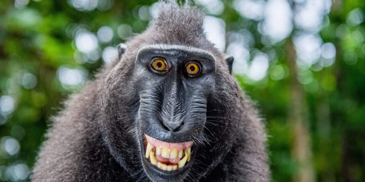 40 Prozent Plus: „Degenerierte Affen“ lassen Solana-Kurs explodieren