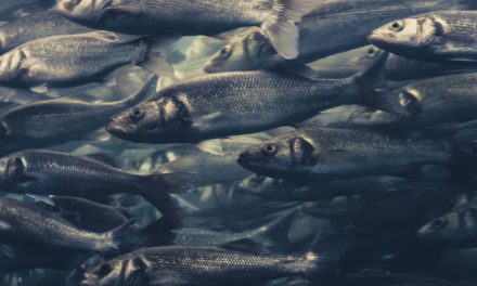 Grayscale Bitcoin Trust unter US-Unternehmen immer beliebter